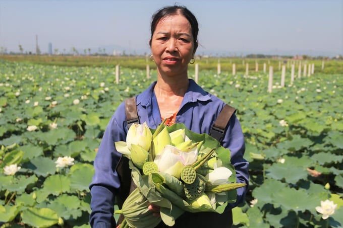 Nhờ dự án trồng sen, người dân TP Hà Tĩnh có việc làm, nâng cao thu nhập, đảm bảo cuộc sống. Ảnh: Thanh Nga.
