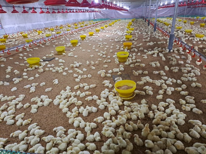 Mô hình chăn nuôi gà công nghệ cao tại TP. Uông Bí (Quảng Ninh) luôn ưu tiên việc vệ sinh chuồng trại. Ảnh: Nguyễn Thành.
