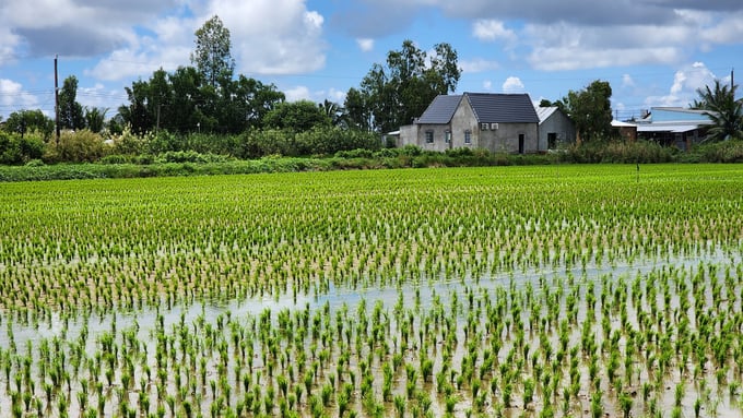 Cánh đồng lúa hữu cơ gieo sạ hơn 1 tháng ở xã Đông Thạnh, huyện An Minh, tỉnh Kiên Giang. Ảnh: Kim Anh.