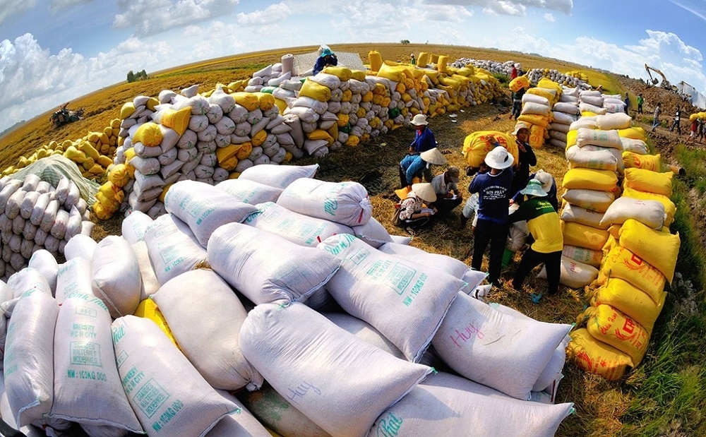 Việt Nam đang đứng trước thời cơ vàng để xuất khẩu gạo