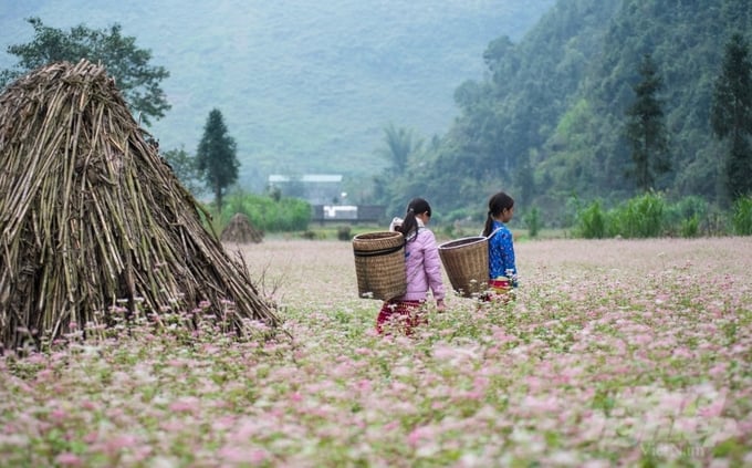 Loài hoa cứu đói mùa giáp hạt đang trở thành cây chủ lực trong thu hút, phát triển du lịch của Đồng Văn. Ảnh: Huy Hà.